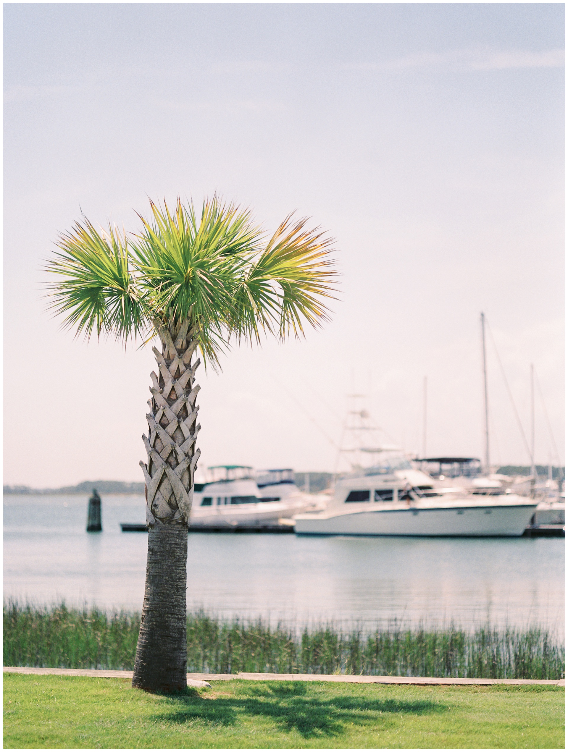Palmetto tree outside Regatta Inn, with boats at the Sunset Cay marina in the background